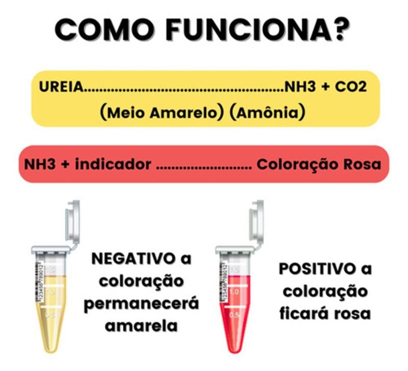Teste de urease, Luckmann – caixa com 50 unidades - Imagem 3